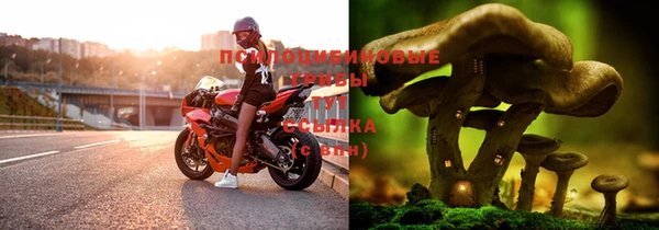 трава Белокуриха